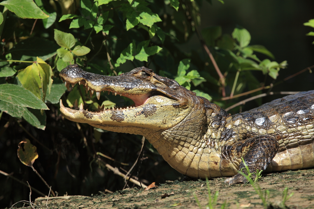 Caiman on Pampas Tour 