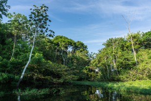 Amazon Rainforest