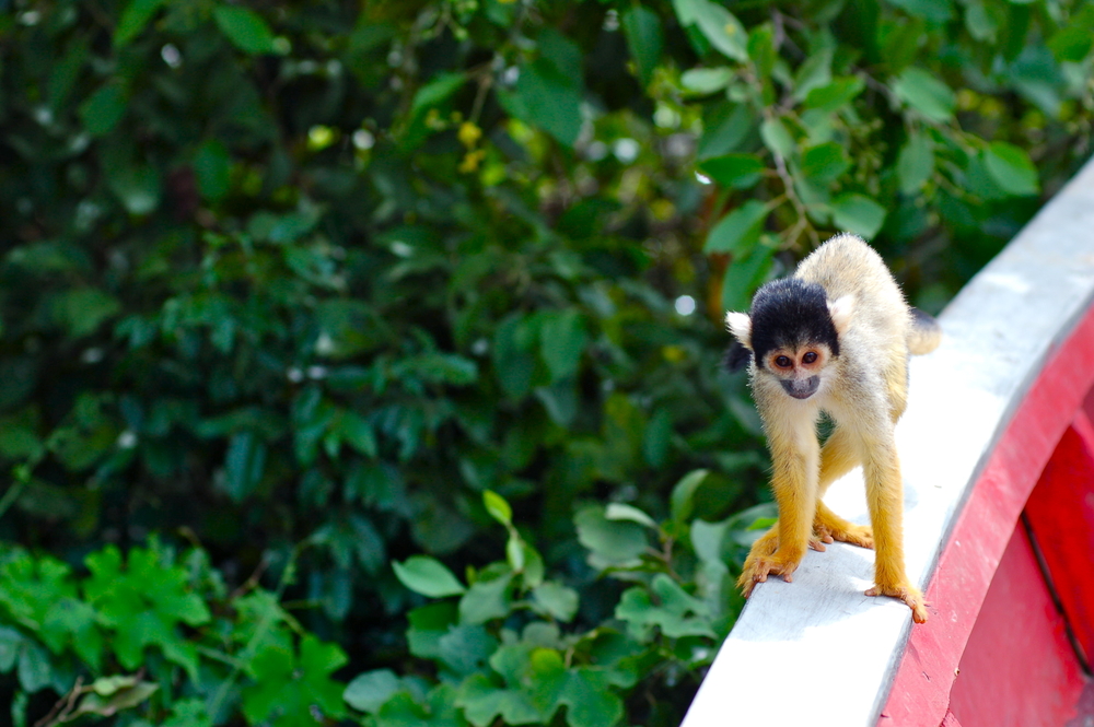 Monkey in the Amazon