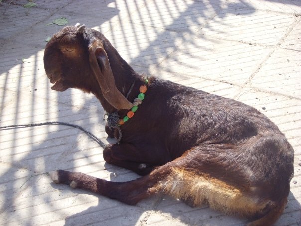 Goat in India