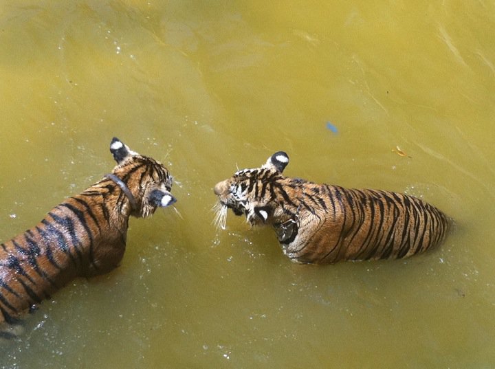 Tiger temple - 2 Tigers Playing in the Water