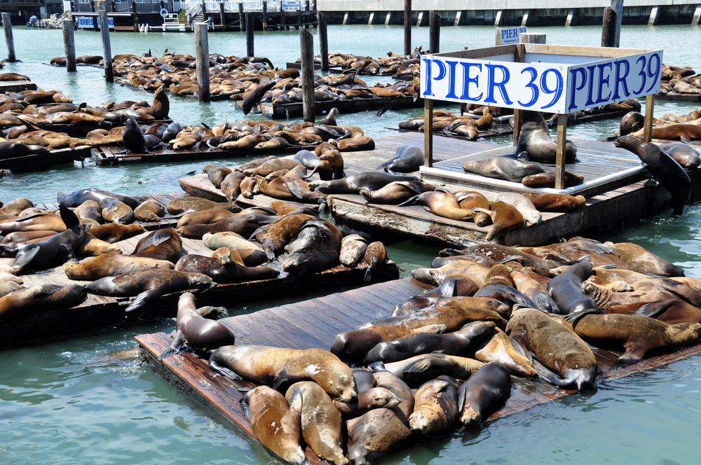 Fishermans Wharf