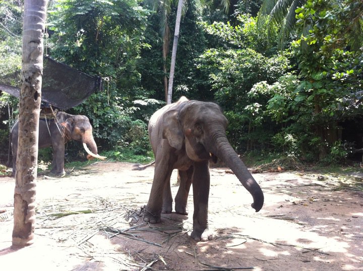 Baby Elephant - Koh samui Thailand