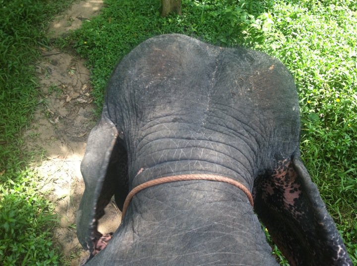 Elephant Trekking in Thailand