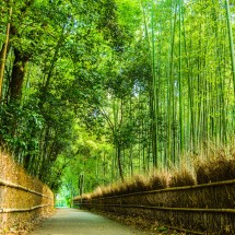 Arashiyama Bamboo Forest in Kyoto