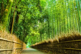 Arashiyama Bamboo Forest in Kyoto