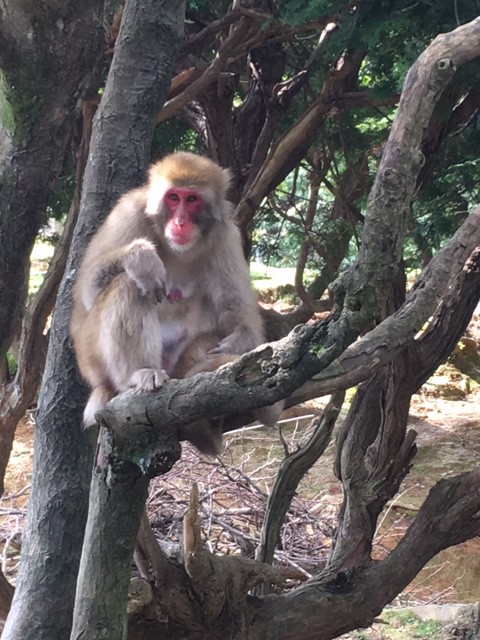 ARASHIYAMA Monkey Temple