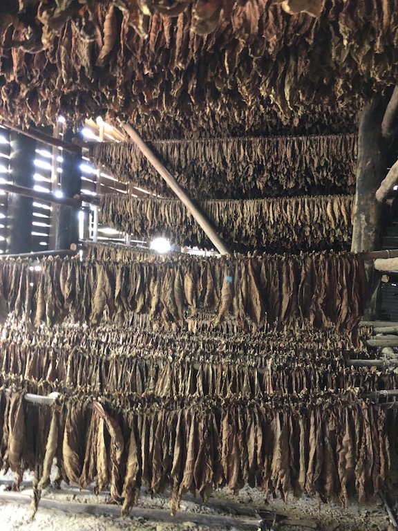 Tobacco Leaves drying for Cuban Cigars