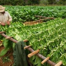 VINALES, CUBA