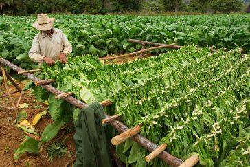 VINALES, CUBA