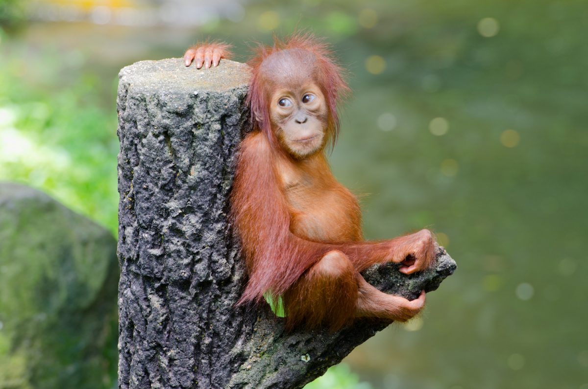 Borneo Project to Save Orangutan