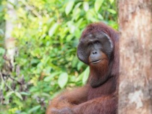 Orangutan - King Teri