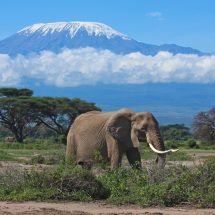 View of Mt. Kilimanjaro