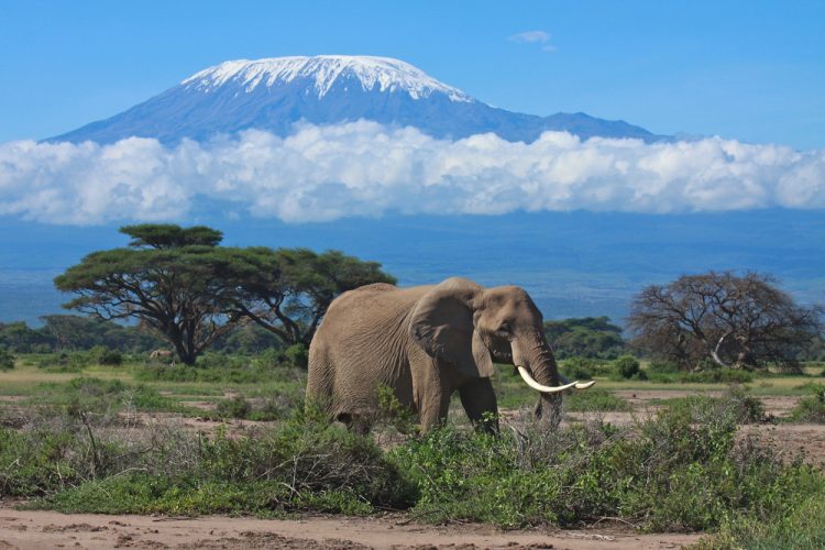 View of Mt. Kilimanjaro